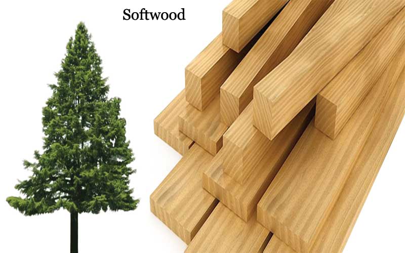 What is Softwood?